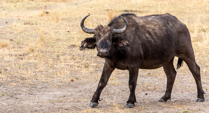 Mosi-oa-Tunya National Park Kaffernbüffel (Schwarzbüffel, Afrikanische Büffel, Syncerus caffer)