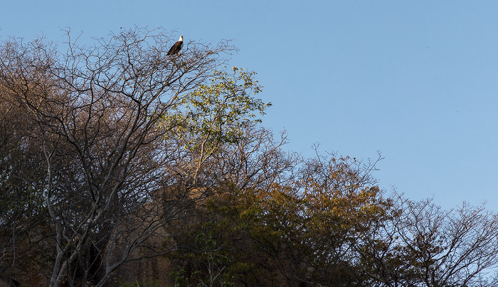 Malawisee Mumbo Island: Schreiseeadler (Haliaeetus vocifer)