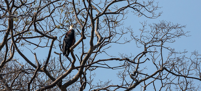 Malawisee Mumbo Island: Schreiseeadler (Haliaeetus vocifer)