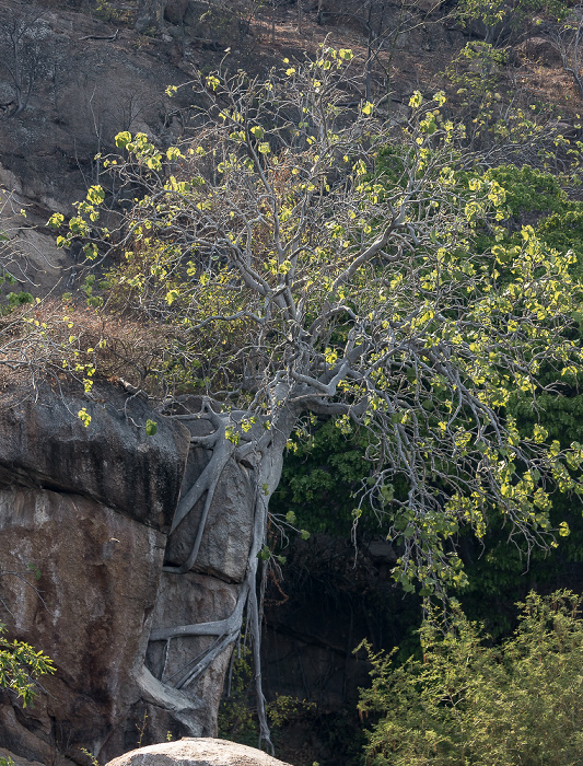 Mumbo Island Malawisee