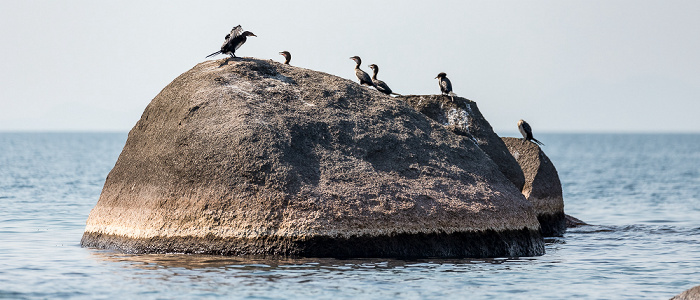 Mumbo Island Malawisee