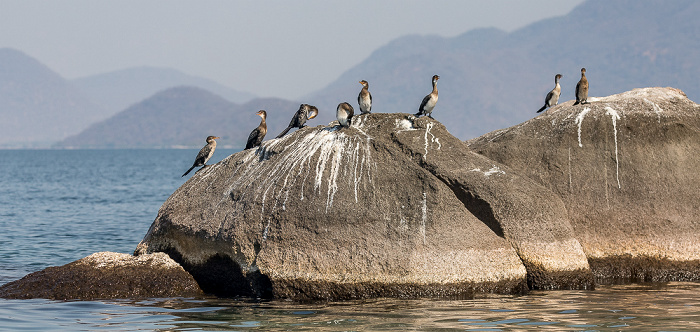 Mumbo Island Malawisee