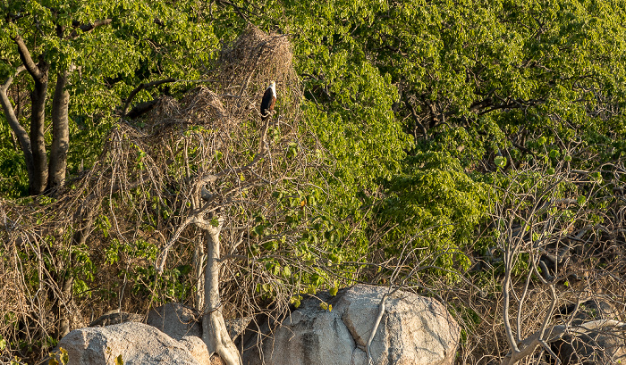 Mumbo Island: Schreiseeadler (Haliaeetus vocifer) Malawisee