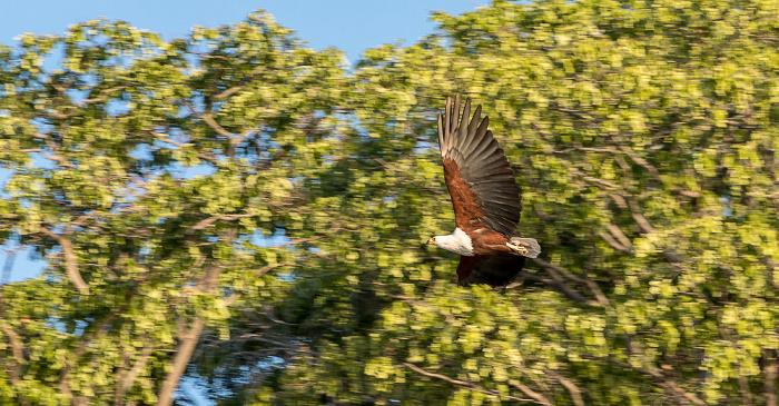 Mumbo Island: Schreiseeadler (Haliaeetus vocifer) Malawisee