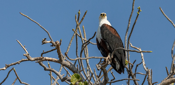 Malawisee Mumbo Island: Schreiseeadler (Haliaeetus vocifer)