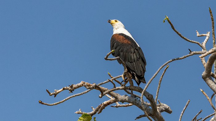 Malawisee Mumbo Island: Schreiseeadler (Haliaeetus vocifer)