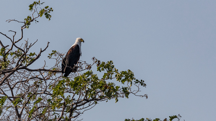 Malawisee Mumbo Island: Schreiseeadler (Haliaeetus vocifer)