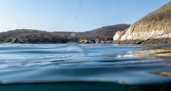 Mumbo Island Malawisee