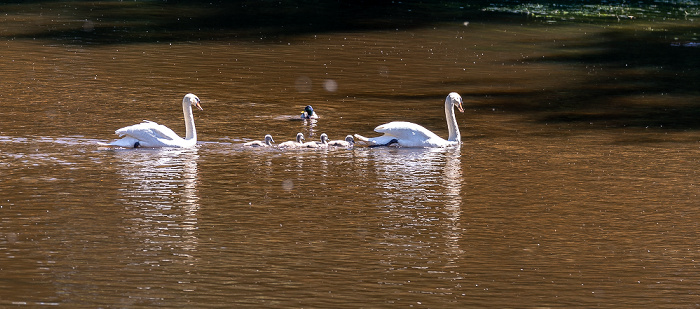 Donau: Höckerschwäne (Cygnus olor) mit Küken Pfohren