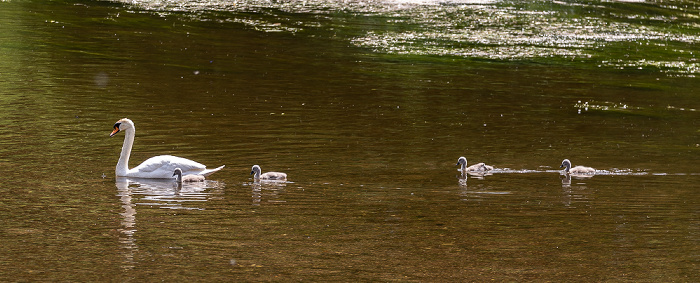 Pfohren Donau: Höckerschwäne (Cygnus olor) mit Küken