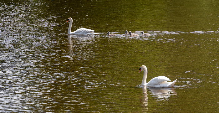 Pfohren Donau: Höckerschwäne (Cygnus olor) mit Küken