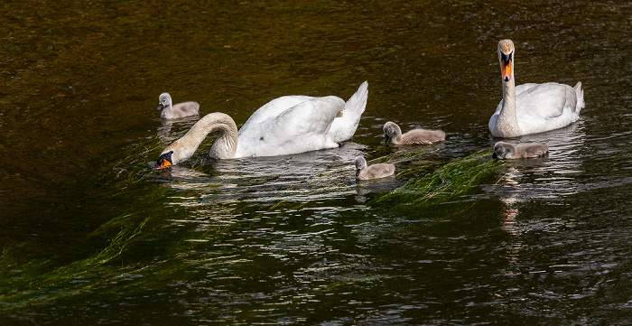 Pfohren Donau: Höckerschwäne (Cygnus olor) mit Küken