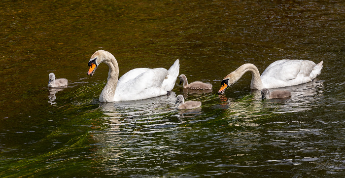 Pfohren Donau: Höckerschwäne (Cygnus olor) mit Küken