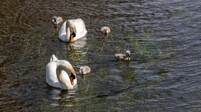 Pfohren Donau: Höckerschwäne (Cygnus olor) mit Küken