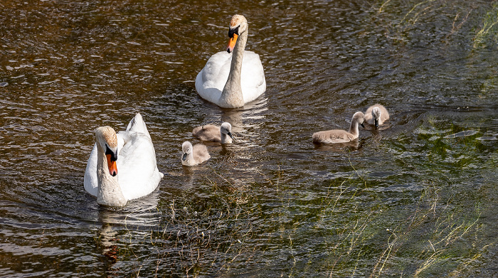 Pfohren Donau: Höckerschwäne (Cygnus olor) mit Küken