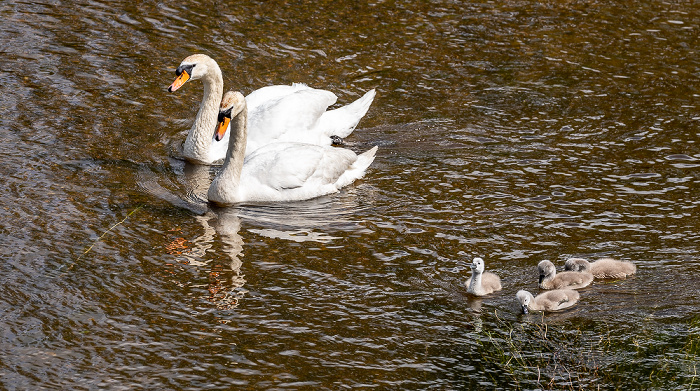 Pfohren Donau: Höckerschwäne (Cygnus olor) mit Küken