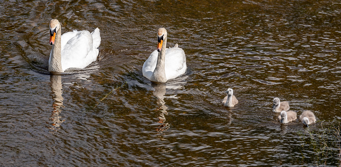 Pfohren Donau: Höckerschwäne (Cygnus olor) mit Küken