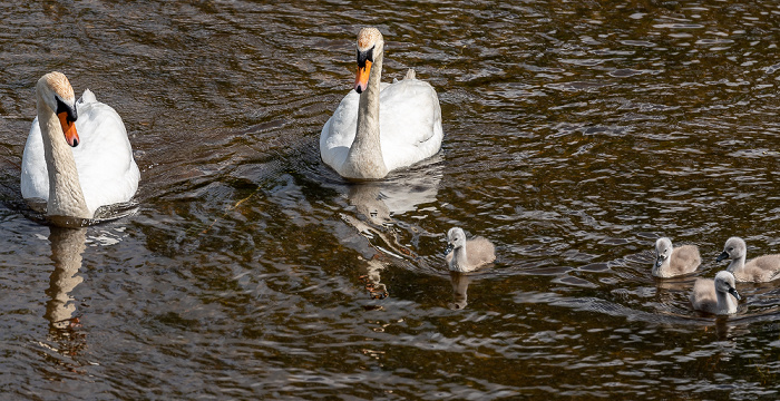 Donau: Höckerschwäne (Cygnus olor) mit Küken Pfohren