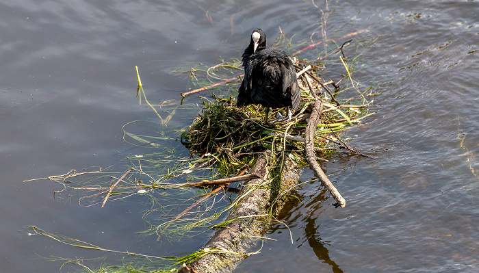 Donau Pfohren