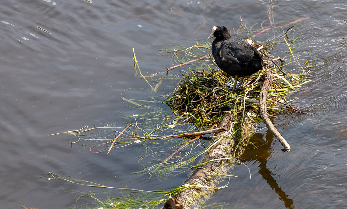 Donau Pfohren