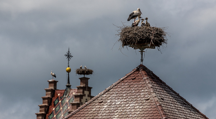 Alte Schule (vorne), Kirche St. Johannes der Täufer: Weißstörche (Klapperstorch, Ciconia ciconia) Pfohren