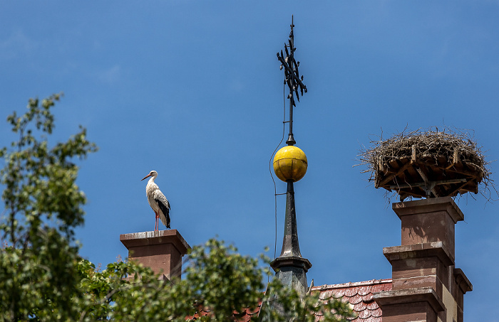 Kirchturm der Kirche St. Johannes der Täufer: Weißstörche (Klapperstorch, Ciconia ciconia) Pfohren