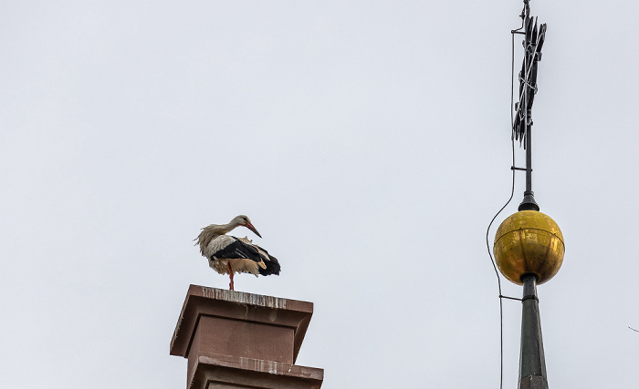 Kirchturm der Kirche St. Johannes der Täufer: Weißstörche (Klapperstorch, Ciconia ciconia) Pfohren