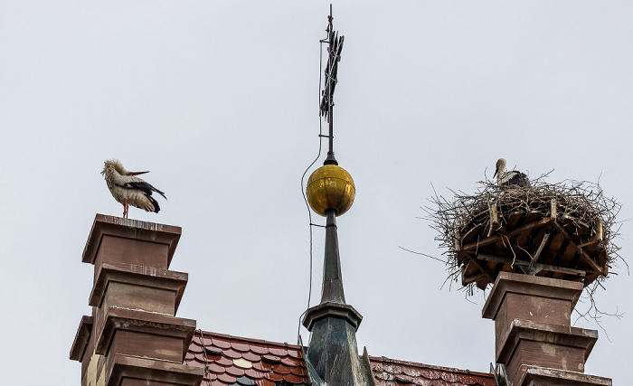 Kirchturm der Kirche St. Johannes der Täufer: Weißstörche (Klapperstorch, Ciconia ciconia) Pfohren