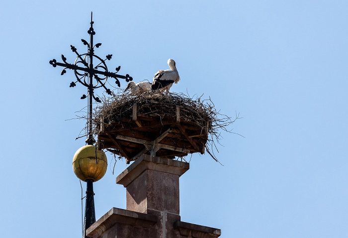 Kirchturm der Kirche St. Johannes der Täufer: Weißstörche (Klapperstorch, Ciconia ciconia) Pfohren