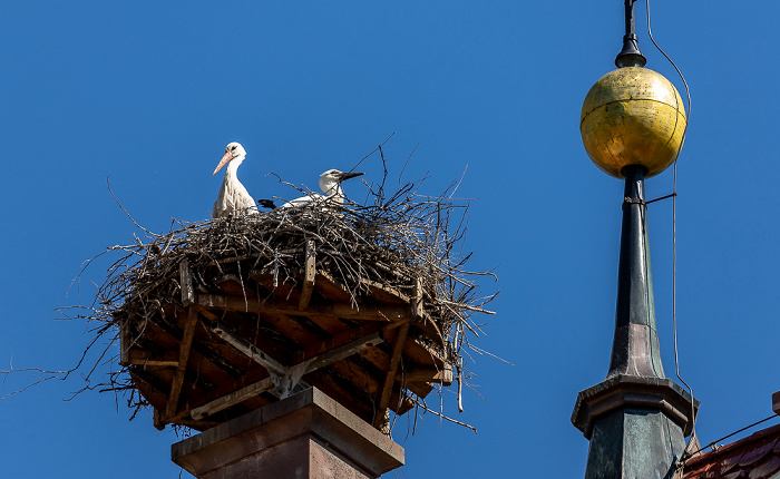 Pfohren Kirchturm der Kirche St. Johannes der Täufer: Weißstörche (Klapperstorch, Ciconia ciconia)