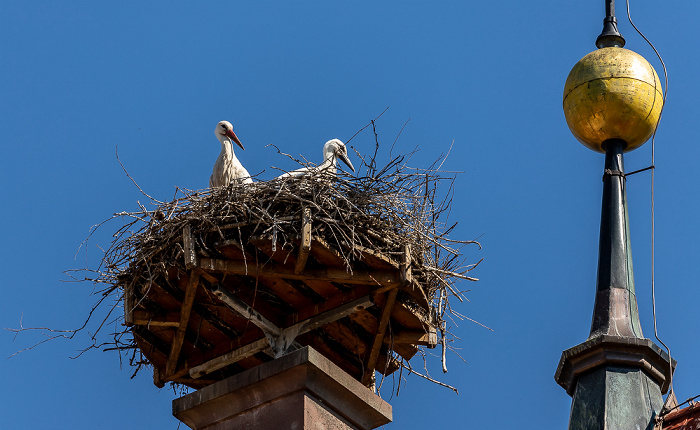 Pfohren Kirchturm der Kirche St. Johannes der Täufer: Weißstörche (Klapperstorch, Ciconia ciconia)