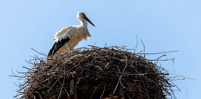 Pfohren Alte Schule: Weißstörche (Klapperstorch, Ciconia ciconia)