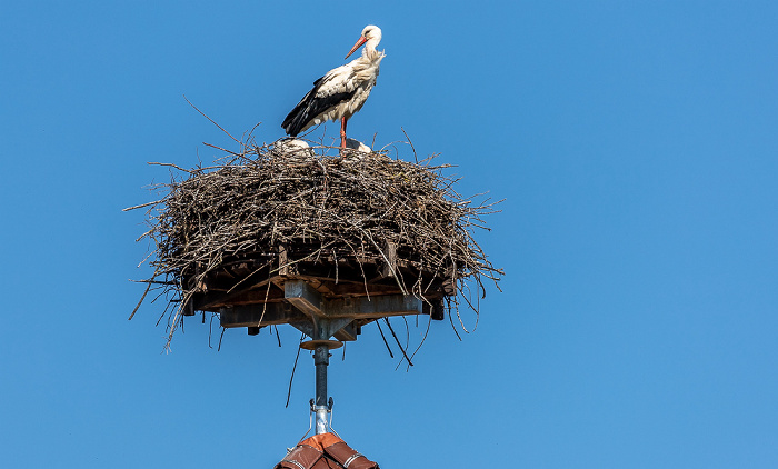 Alte Schule: Weißstörche (Klapperstorch, Ciconia ciconia) Pfohren