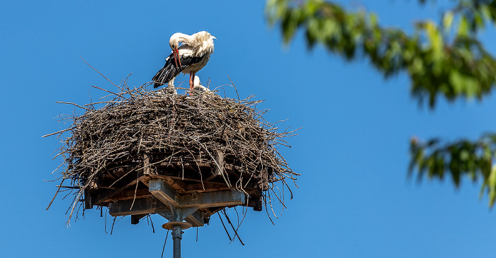 Alte Schule: Weißstörche (Klapperstorch, Ciconia ciconia) Pfohren