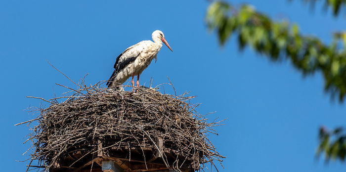 Alte Schule: Weißstörche (Klapperstorch, Ciconia ciconia) Pfohren