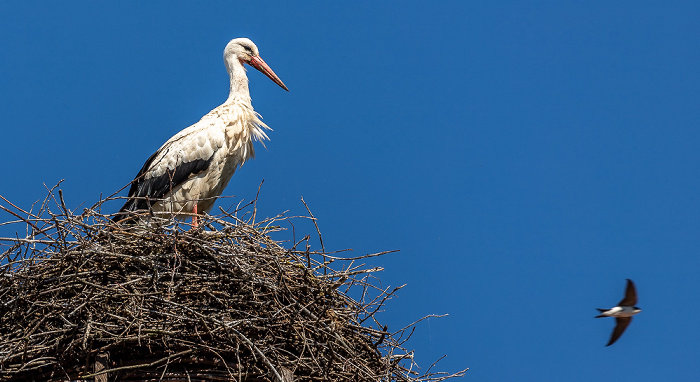 Pfohren Alte Schule: Weißstörche (Klapperstorch, Ciconia ciconia)