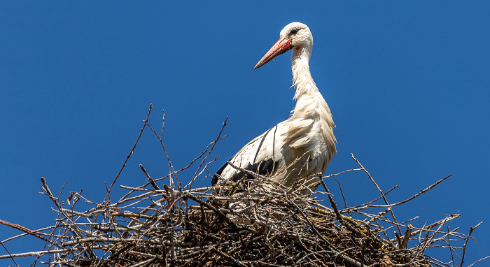 Pfohren Alte Schule: Weißstörche (Klapperstorch, Ciconia ciconia)