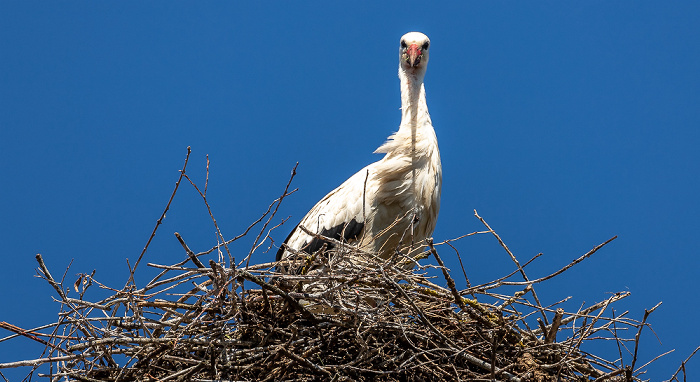 Alte Schule: Weißstörche (Klapperstorch, Ciconia ciconia) Pfohren