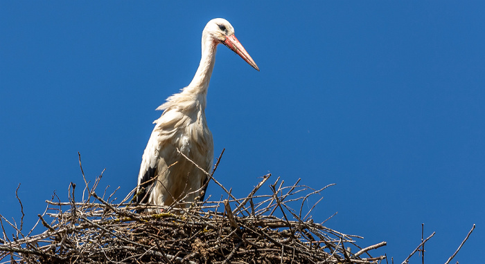 Alte Schule: Weißstörche (Klapperstorch, Ciconia ciconia) Pfohren