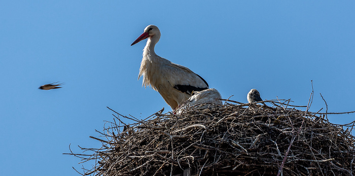 Alte Schule: Weißstörche (Klapperstorch, Ciconia ciconia) Pfohren