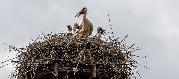 Alte Schule: Weißstörche (Klapperstorch, Ciconia ciconia) Pfohren