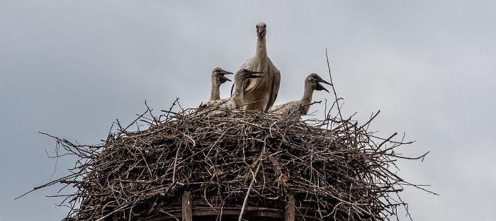 Pfohren Alte Schule: Weißstörche (Klapperstorch, Ciconia ciconia)