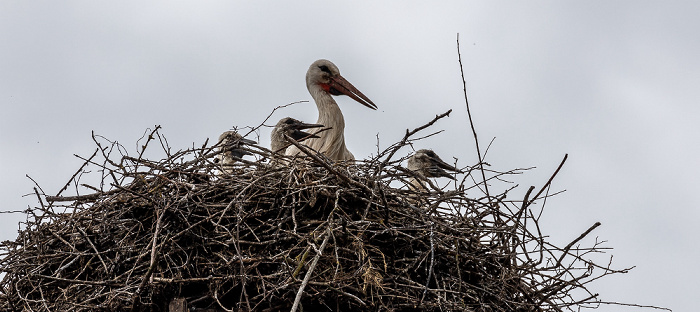 Pfohren Alte Schule: Weißstörche (Klapperstorch, Ciconia ciconia)