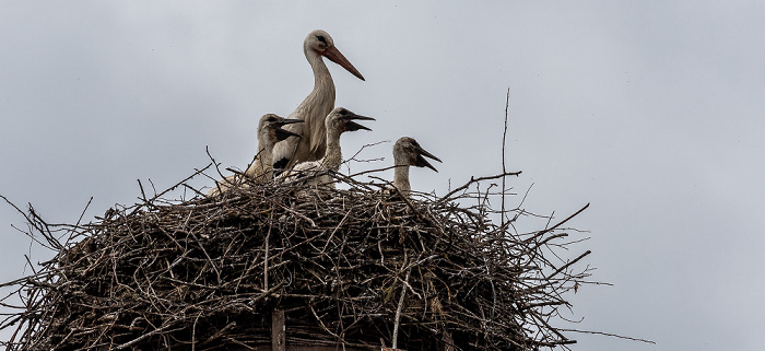 Alte Schule: Weißstörche (Klapperstorch, Ciconia ciconia) Pfohren