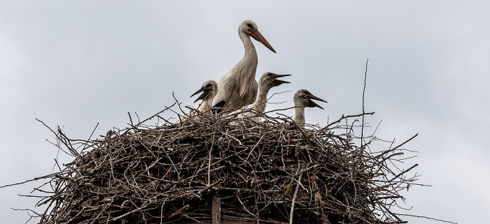 Alte Schule: Weißstörche (Klapperstorch, Ciconia ciconia) Pfohren