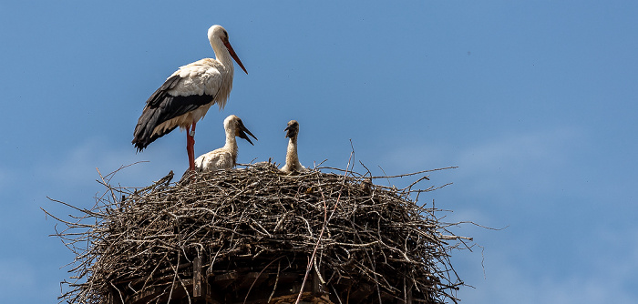 Pfohren Alte Schule: Weißstörche (Klapperstorch, Ciconia ciconia)