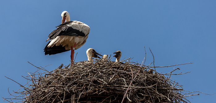 Alte Schule: Weißstörche (Klapperstorch, Ciconia ciconia) Pfohren