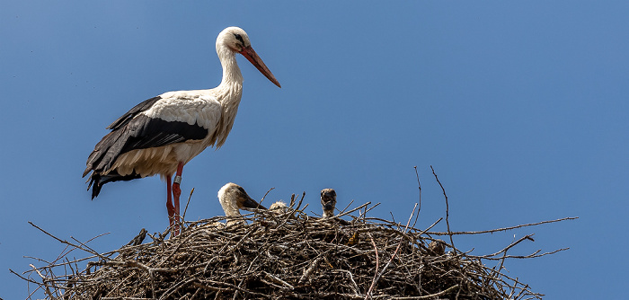 Alte Schule: Weißstörche (Klapperstorch, Ciconia ciconia) Pfohren