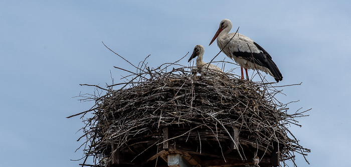 Alte Schule: Weißstörche (Klapperstorch, Ciconia ciconia) Pfohren