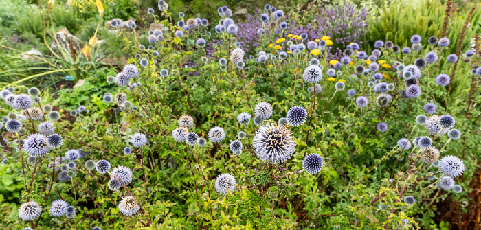 Llanarthney National Botanic Garden of Wales